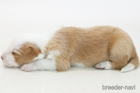 成約済の神奈川県のボーダーコリー-377231の5枚目